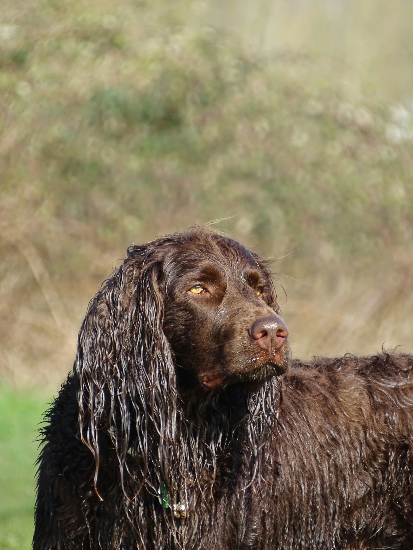 a close up of a dog with wet hair