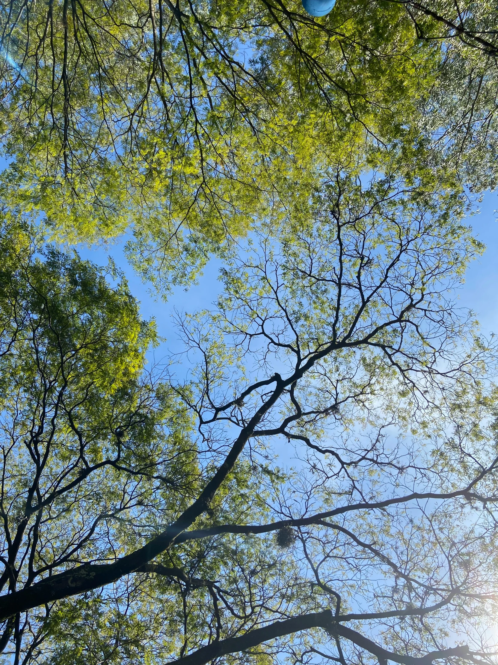 a few green leaves are against a blue sky