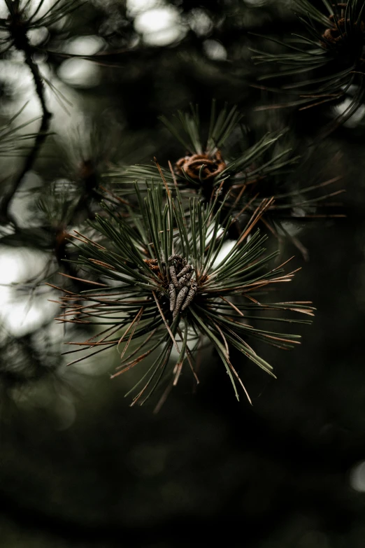 the spiky needles and pine needles of a tree