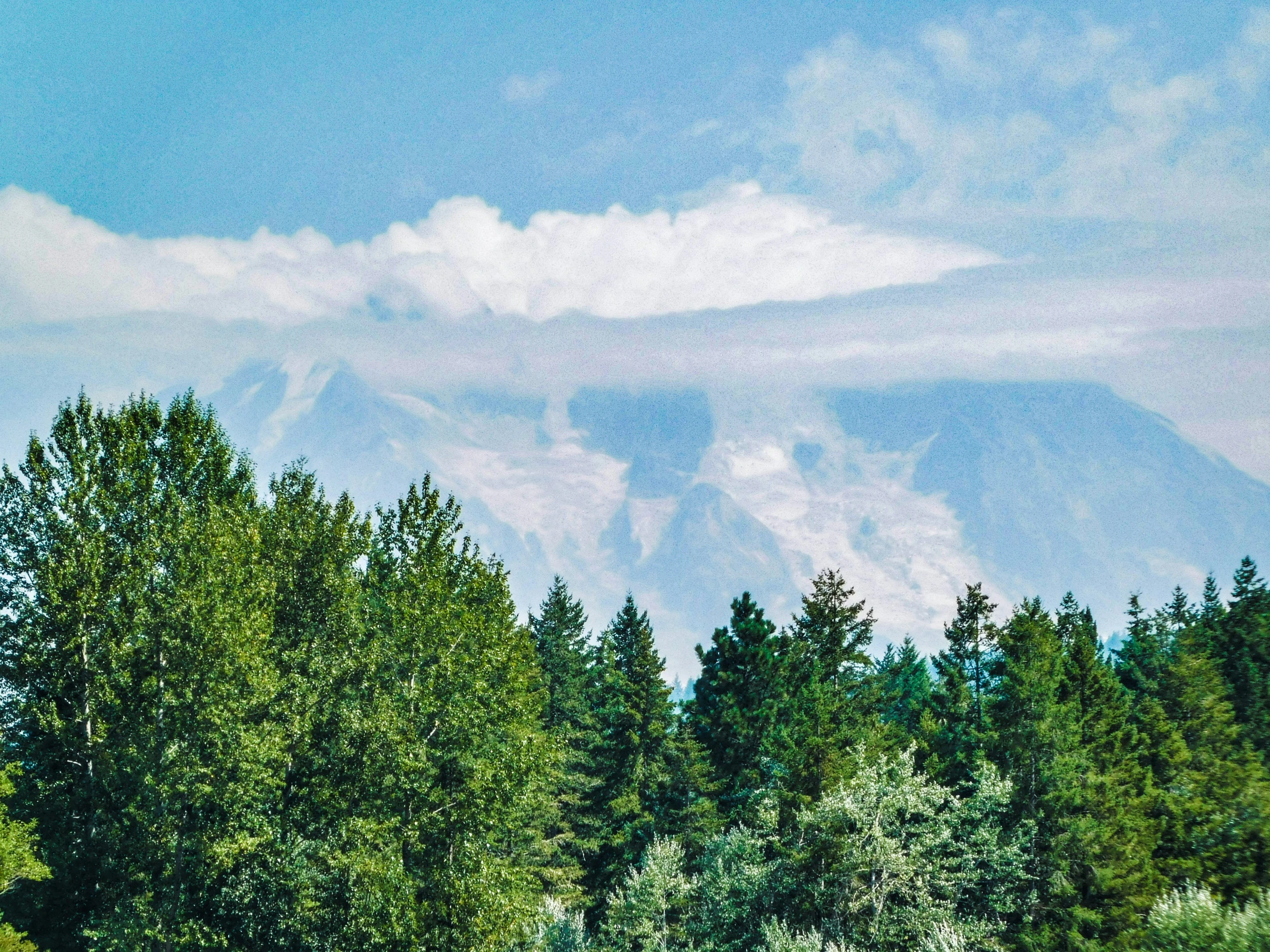 a mountain range behind some pine trees and clouds