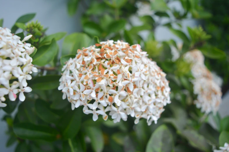closeup of white flowers with green leaves on a tree