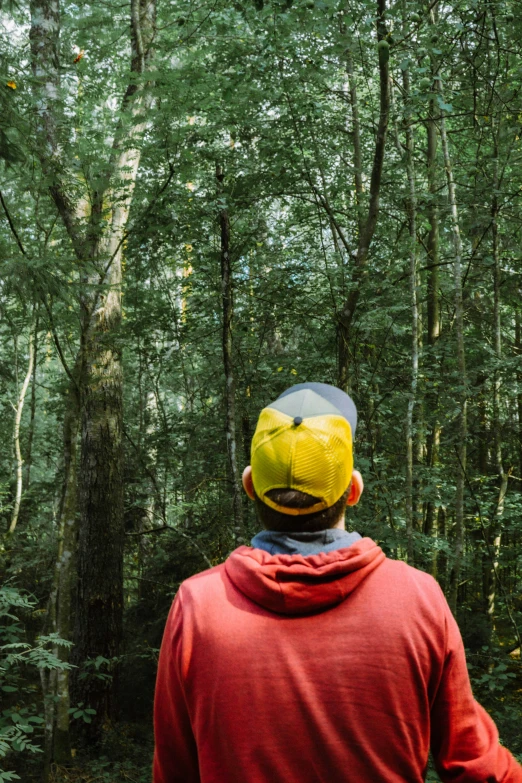 man looking up at green trees in forest