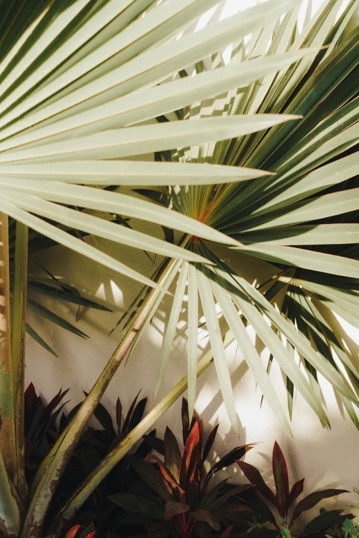 the leaves of a palm tree against the wall