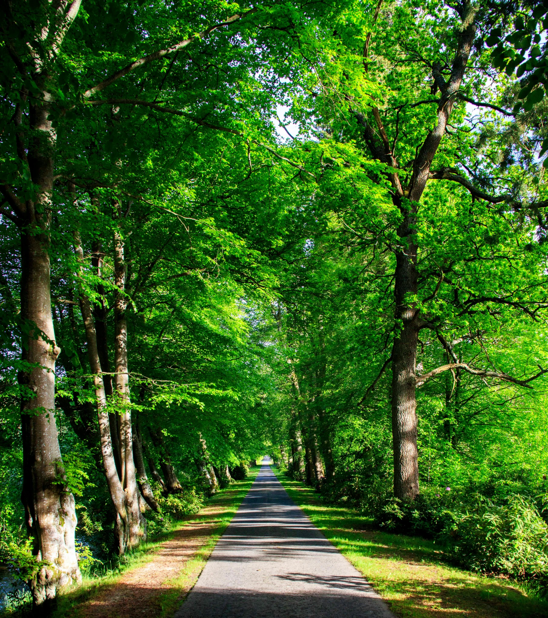 a forest with tall trees lining the sides of the road