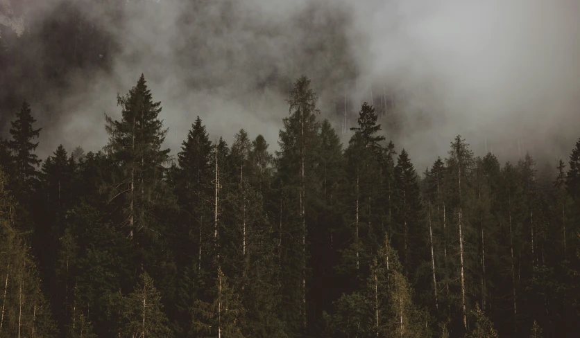 a forest filled with trees on top of a green hillside