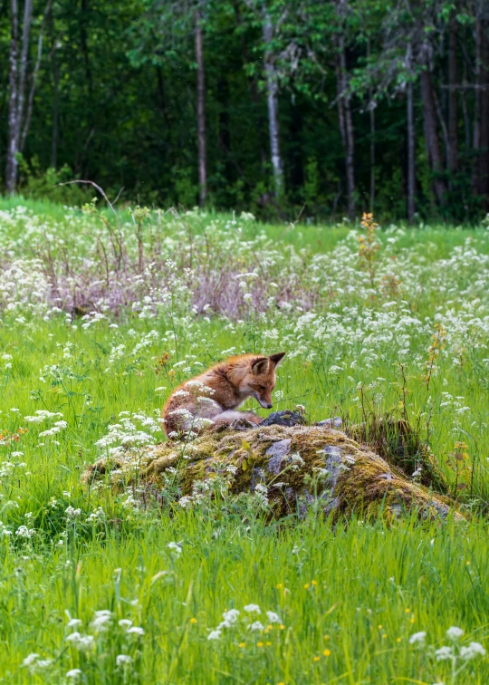 there is a bear in the field by the tree stump