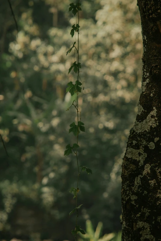 a vine hanging from the trunk of a tree