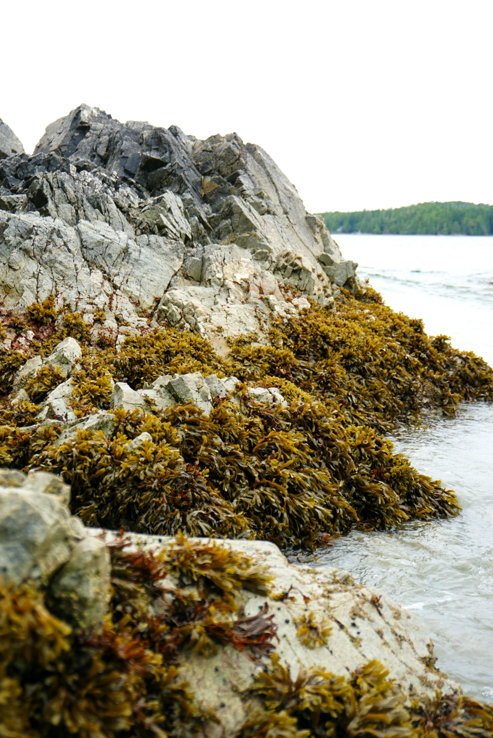 the rock has moss growing out of it