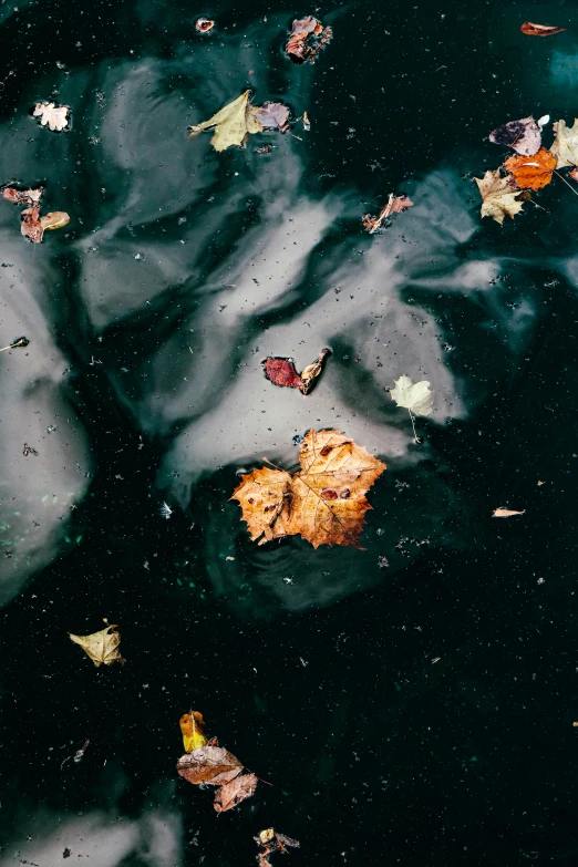 autumn leaves float on the black water surface