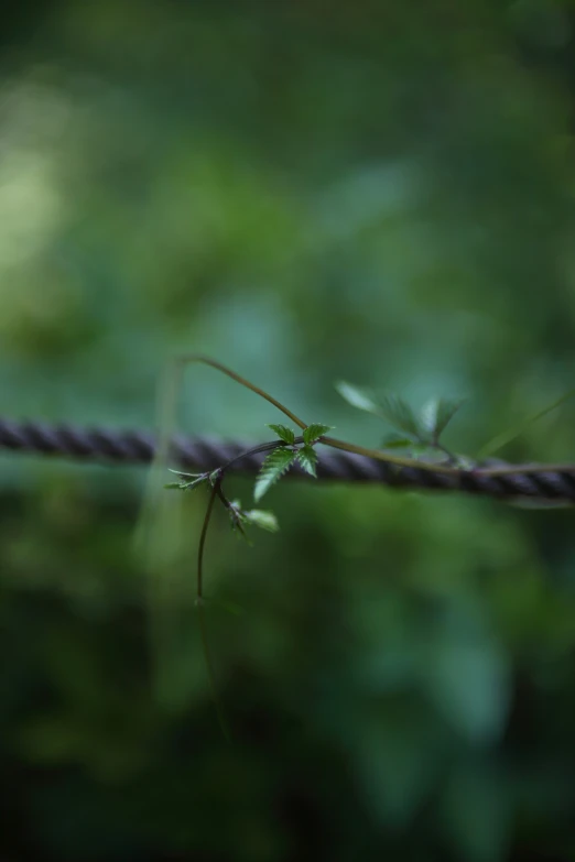 a close up of wire with green leaves on it