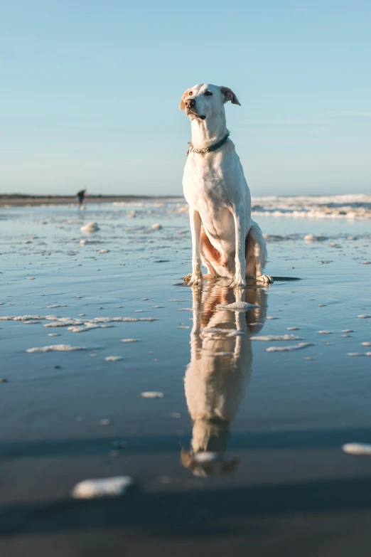 a dog on the beach looking out at the ocean