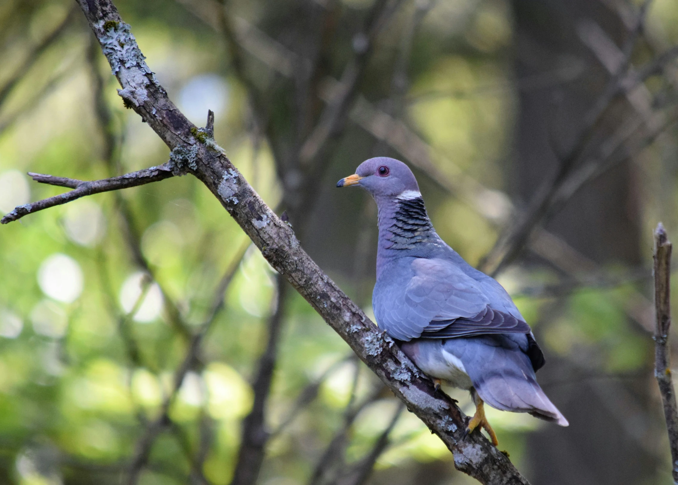 a grey bird sitting on a nch in a tree