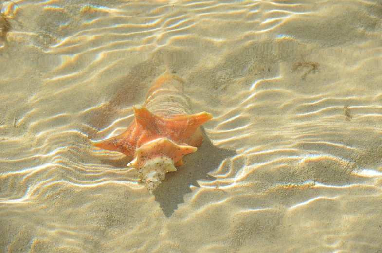 a starfish on the beach is resting it's head on the sand