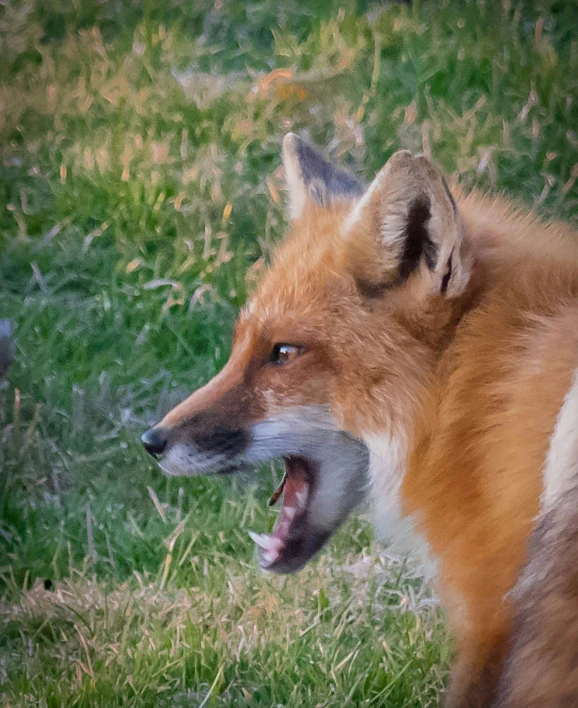 an animal yawns and looks like a wolf or a fox