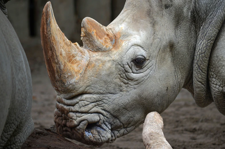 the rhino is taking a moment to smell his tree