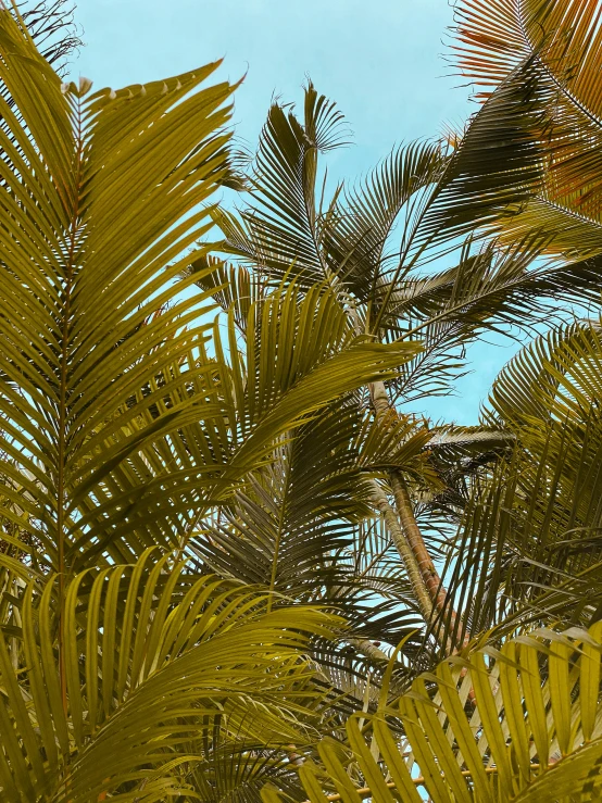 a close up view of some very pretty leaves