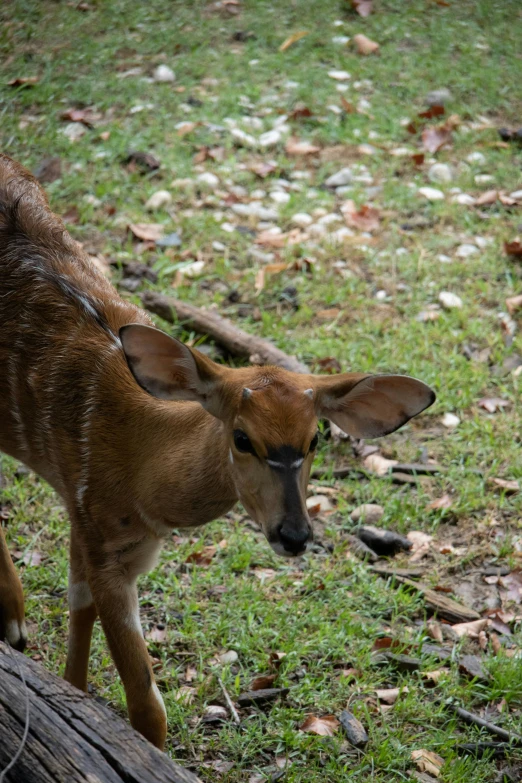 a deer standing on the ground looking down