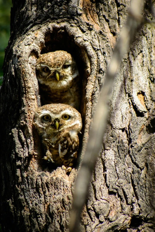 four owls are in a hollow in a tree