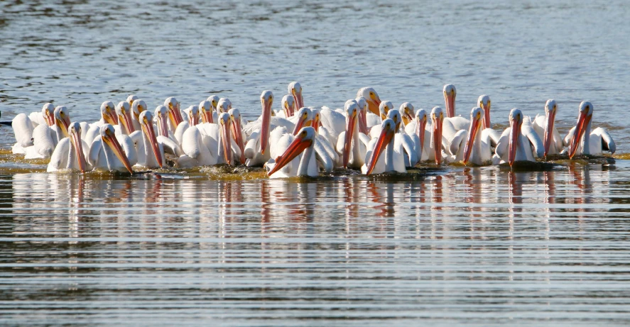 a group of pelicans are wading in the water