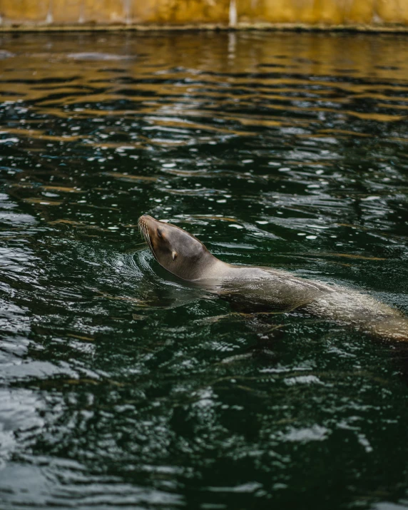 a sea animal swims through the water