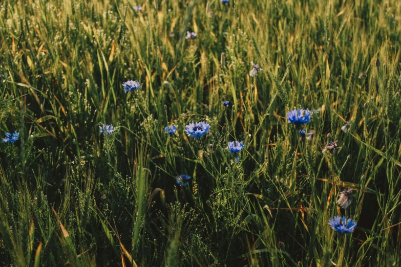 some pretty blue flowers in a field