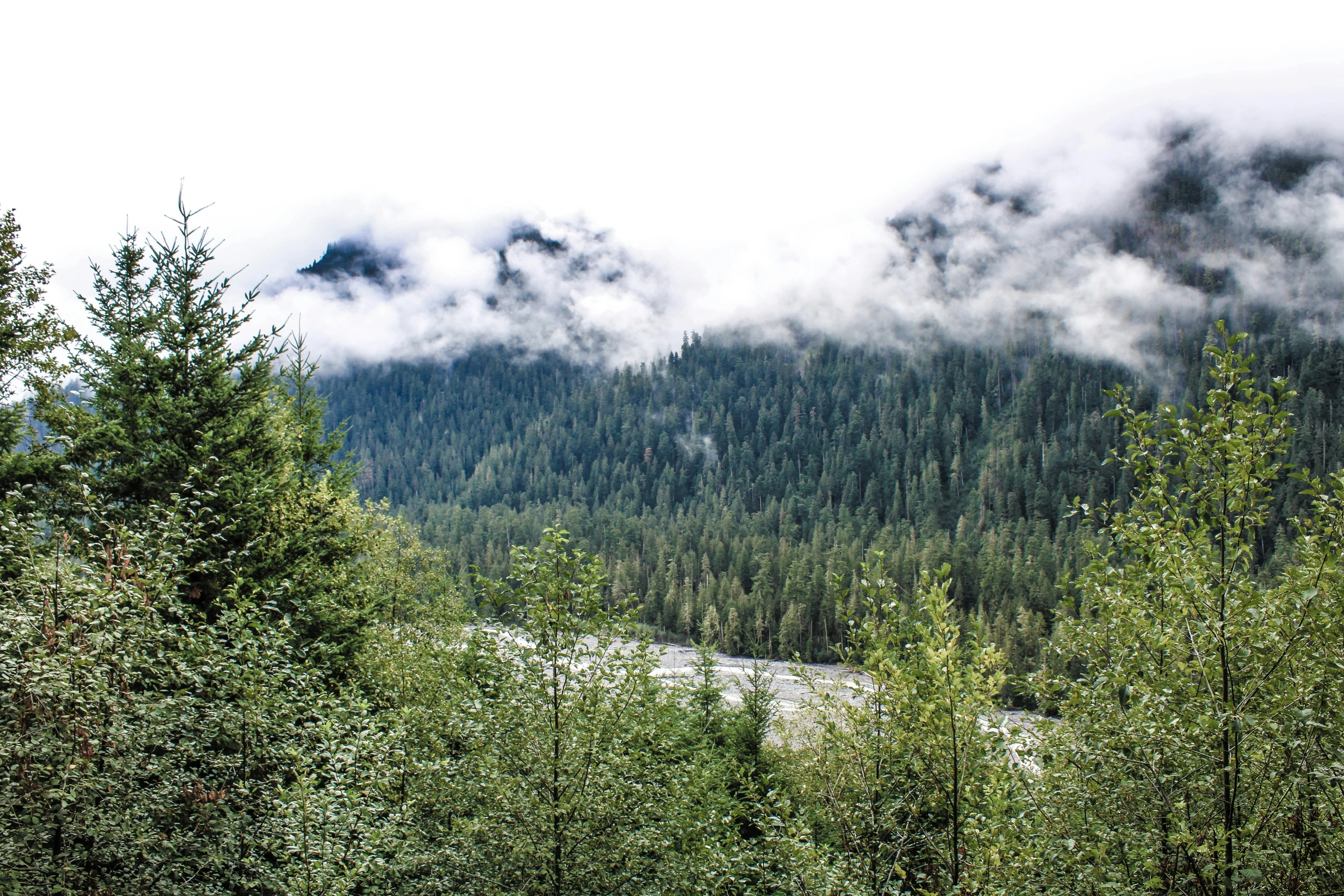 a foggy mountain overlooks a large tree - covered valley