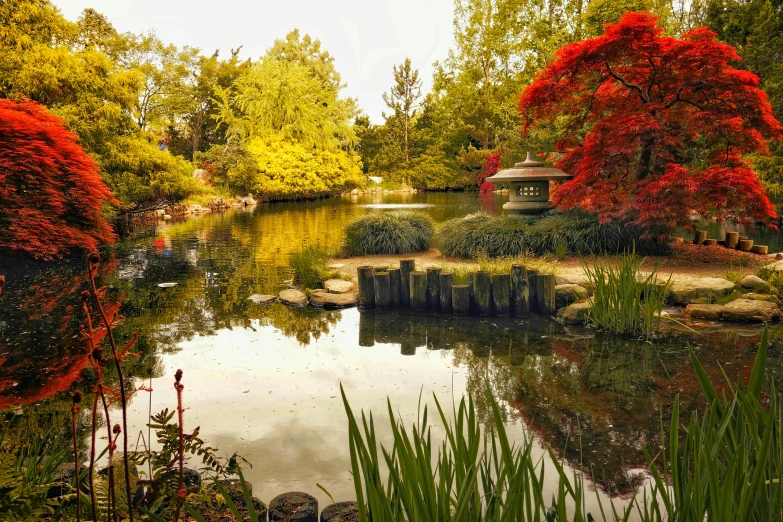 a small pond surrounded by lush green trees