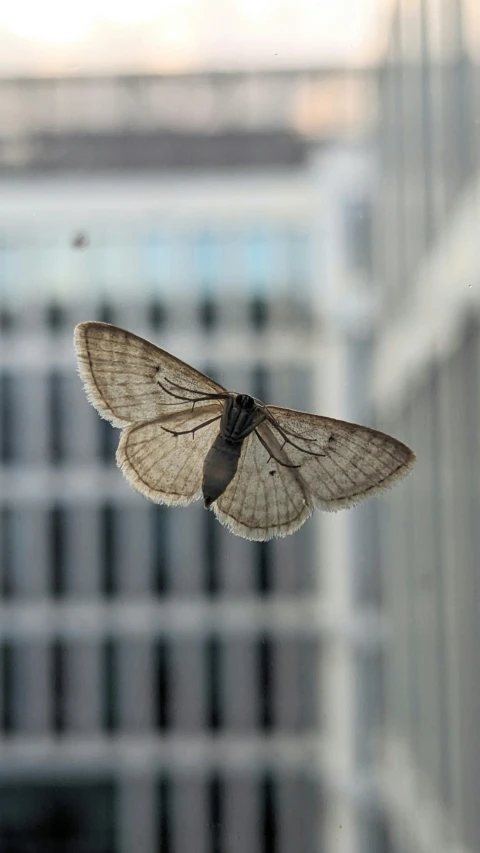 a moth on the outside of a window sill