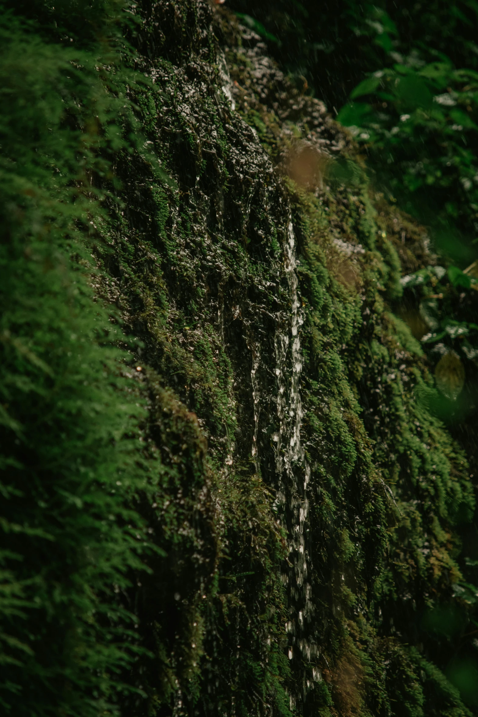 a bird flying low over the top of a tree in a forest