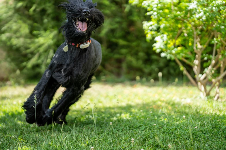 a black dog runs through the grass near trees