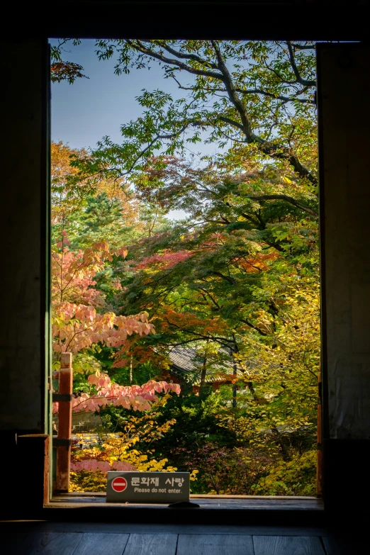 a picture of fall trees from outside a window