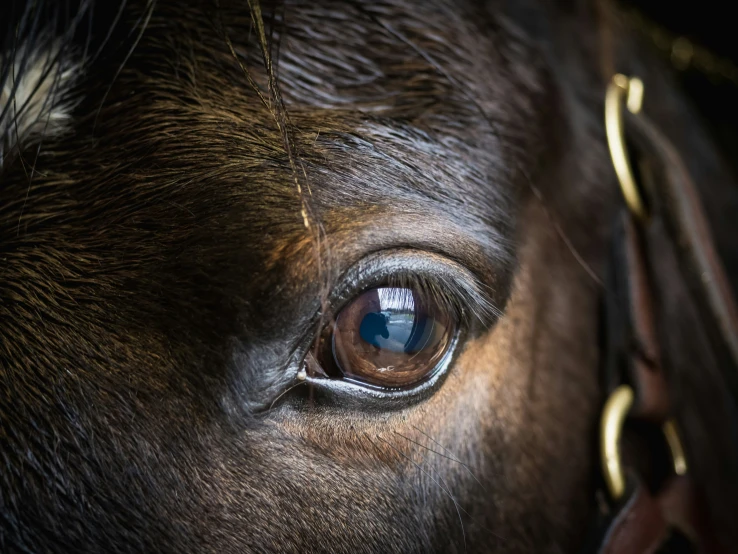 a horse's eye with the image of an animal being reflected in the eye