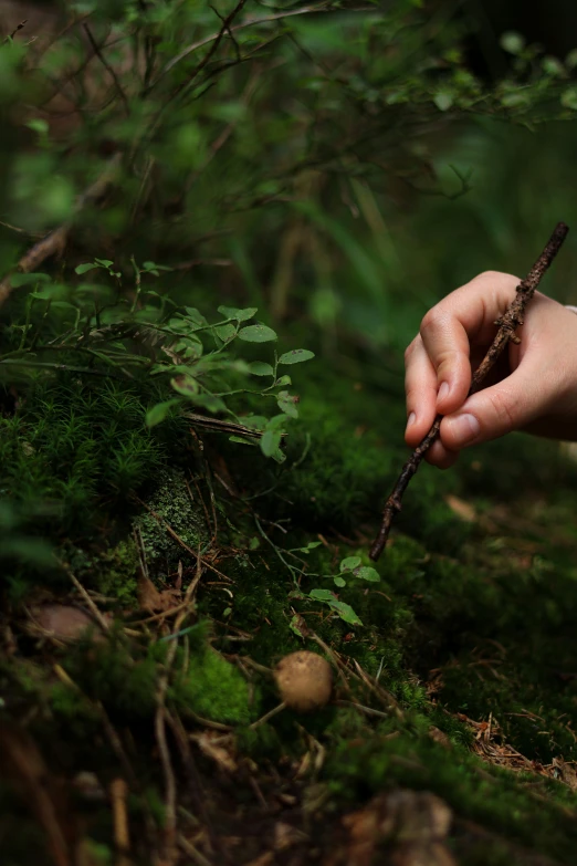 a hand holding a small nch in the grass