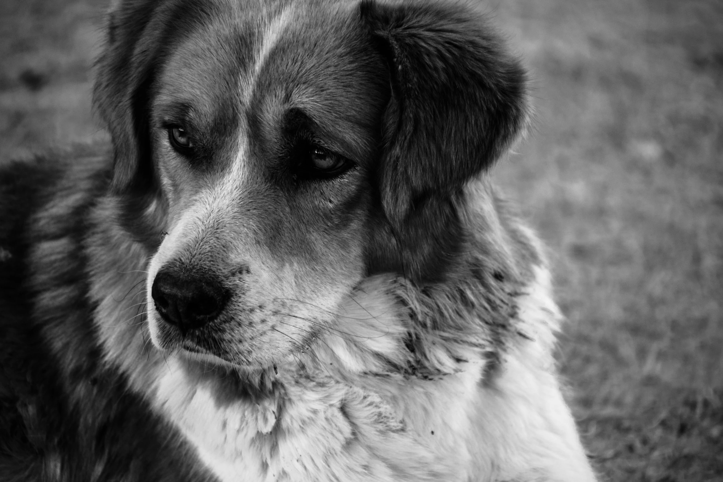 dog looking sad as he sits down