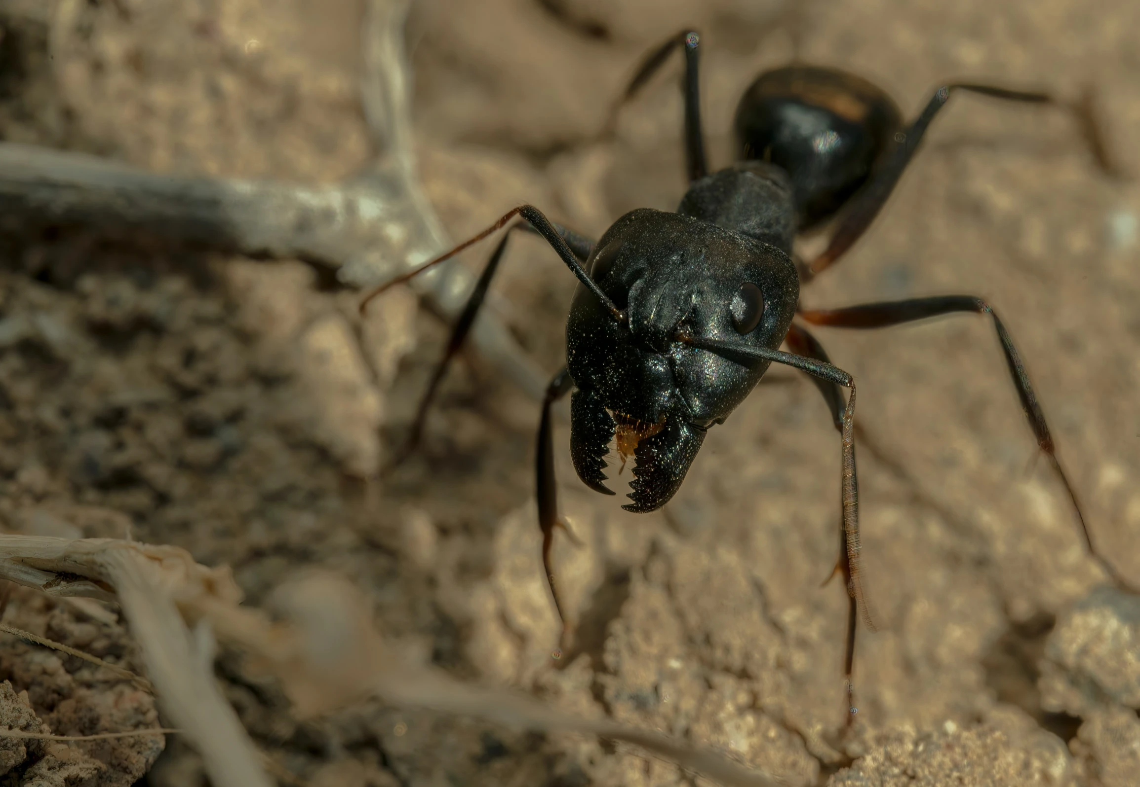 two black bugs walking through the dirt