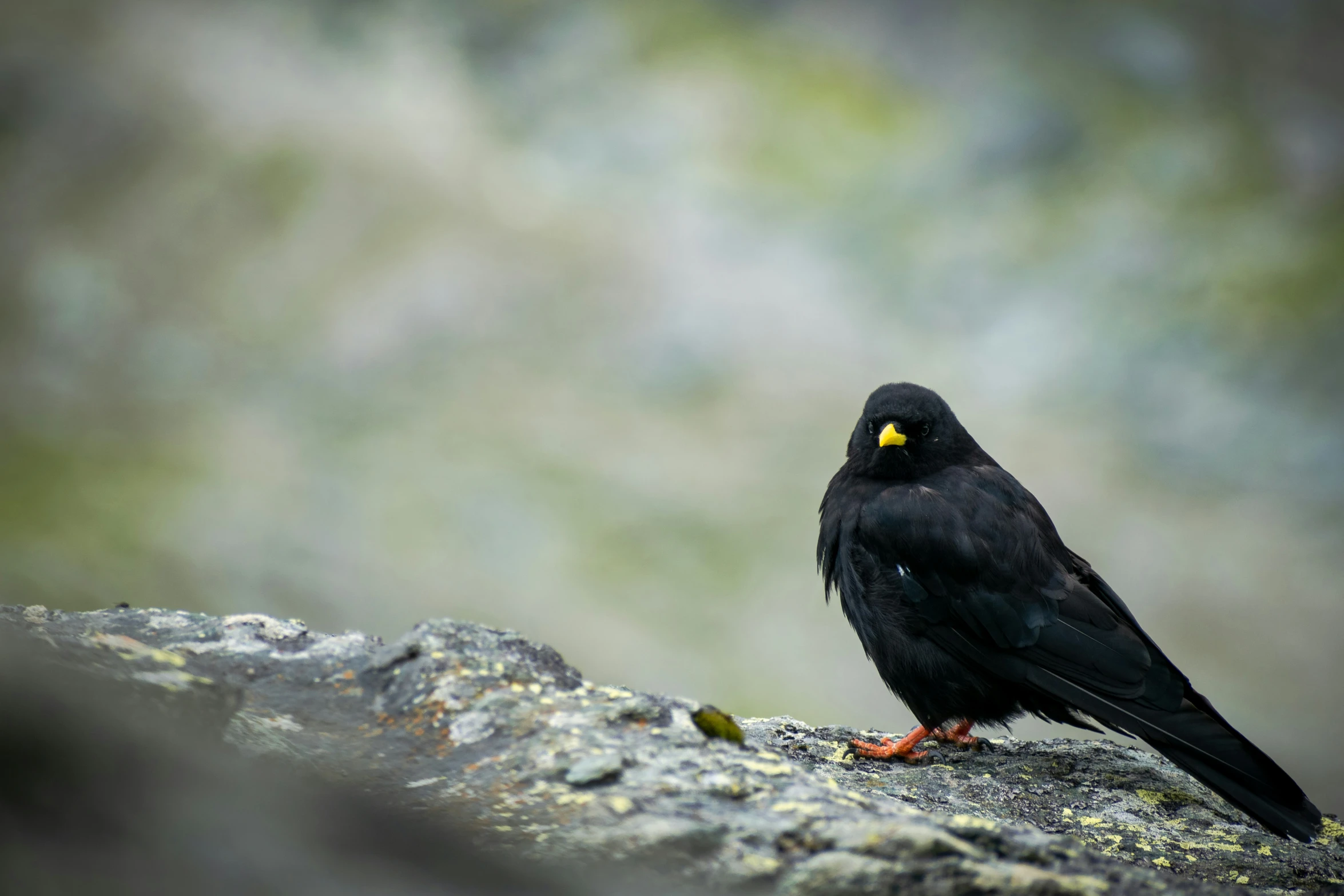 a bird perched on top of a stone formation