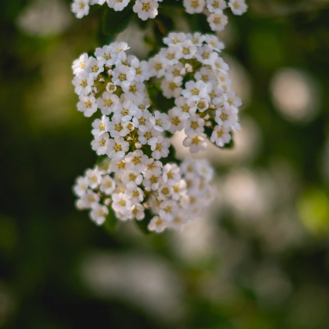 small white flowers hanging from a green leafy tree