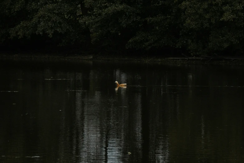 a lake with water and a animal floating in it