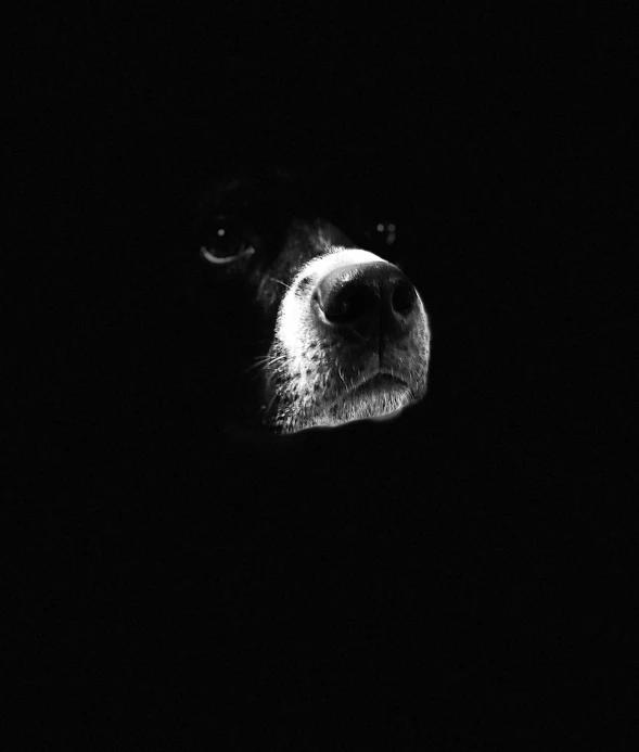 a black and white dog's face and nose