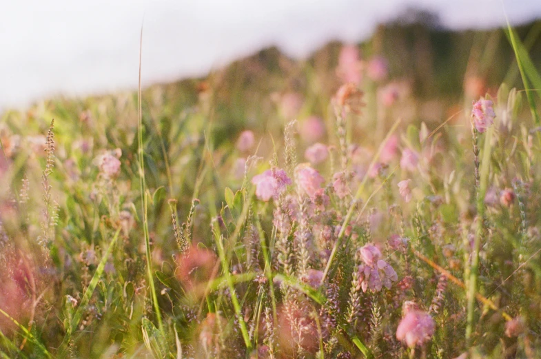 a field with a bunch of purple flowers