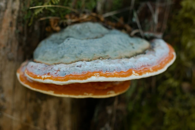 the mushrooms are growing on the tree