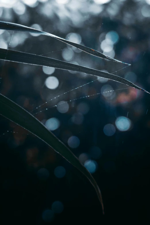 a plant with water drops on it is seen through the leaf