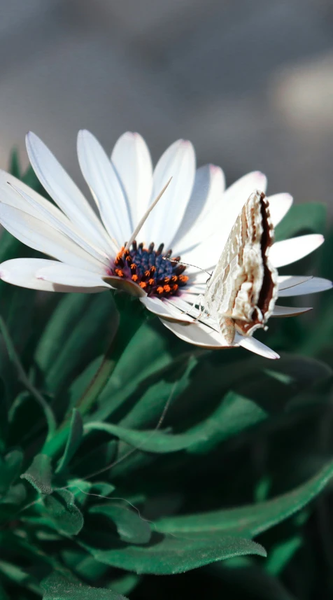 a erfly that is sitting on a flower