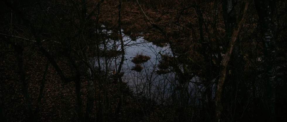 an image of a pond or creek in the woods at night