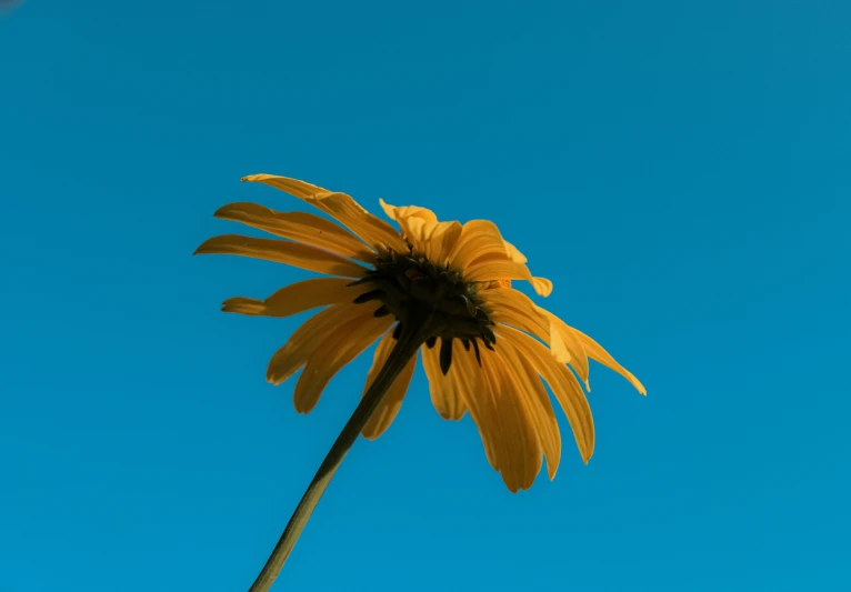 a large yellow flower on a blue background