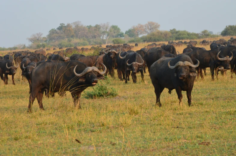 a large herd of water buffalo standing in a grassy field