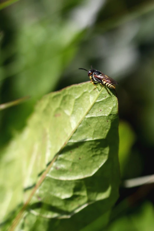 a bug on top of green leafy plant