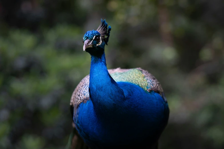a large peacock sitting on top of a forest