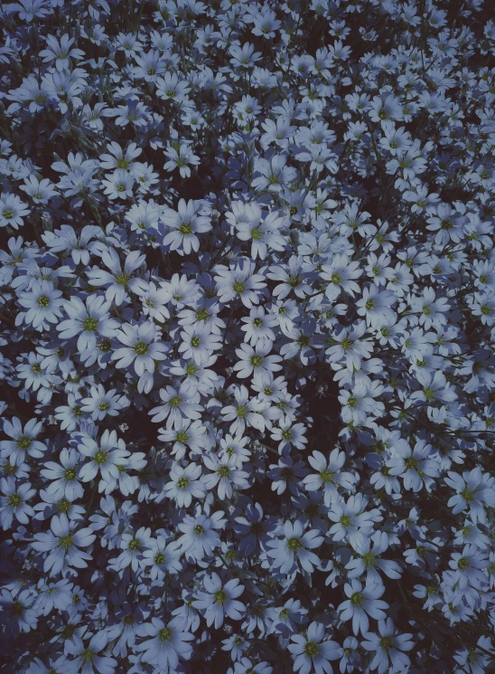 some very pretty white flowers by a bush