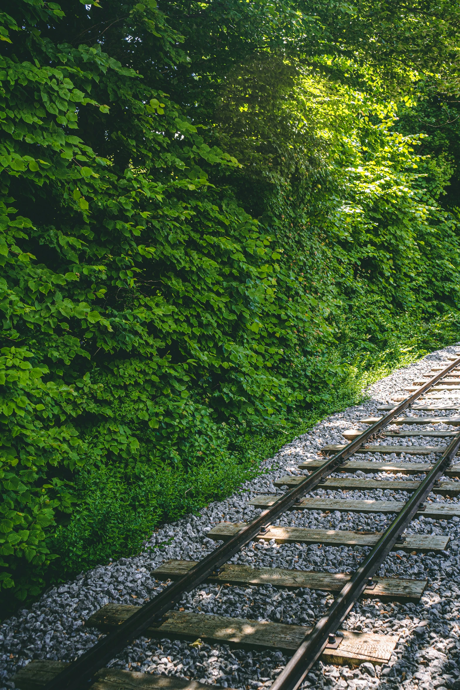 an old train track leads towards trees with sun shining on it